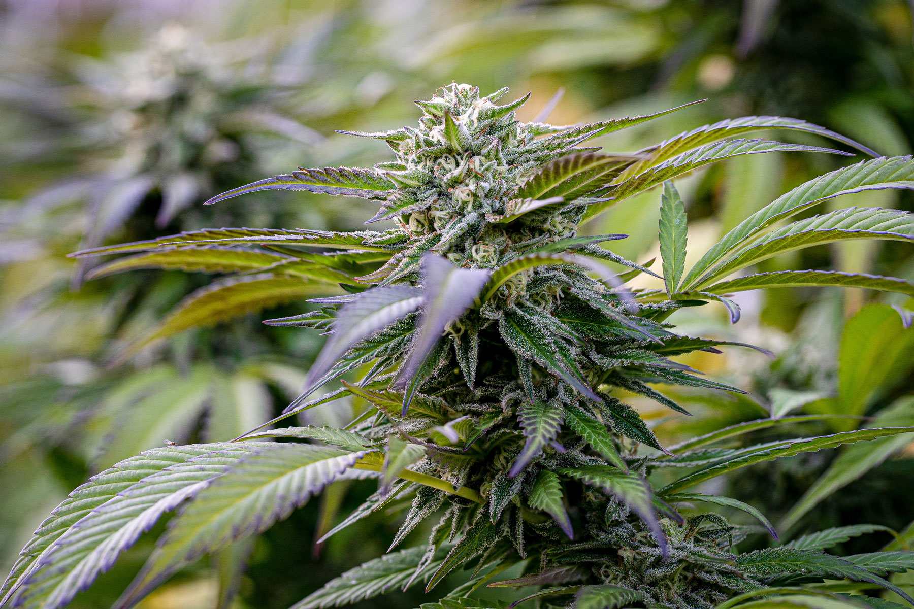 Medizinalcannabis